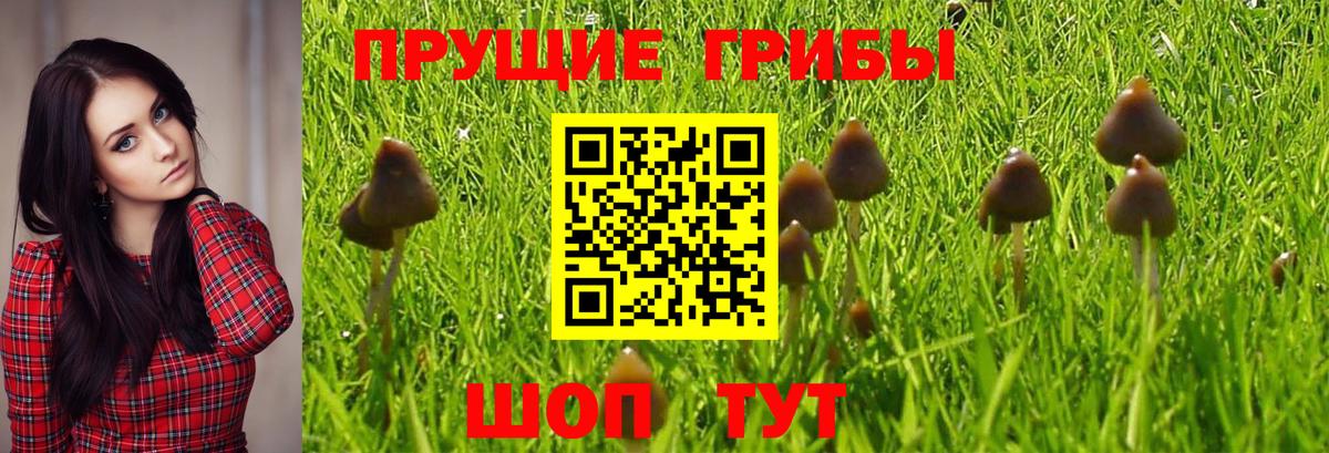 Кандалакша  Псилоцибиновые грибы Magic Shrooms  где продают   Вход с VPN 